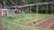 06271151403_gemsegarten__R.jpg